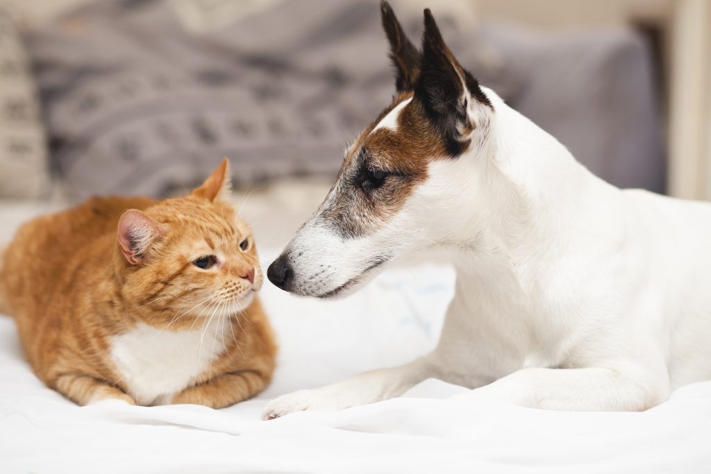 Pet ownership: what you can and can’t do